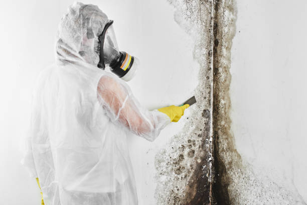 Best Mold Testing and Inspection Services in Kenilworth, NJ