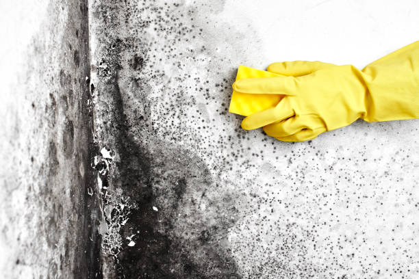 Best Post-Flood Mold Remediation in Kenilworth, NJ