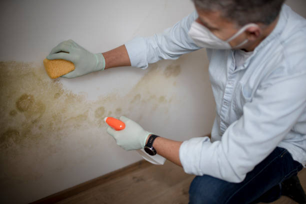 Best Crawl Space Mold Remediation in Kenilworth, NJ