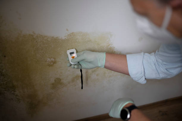 Best Insurance-Related Mold Remediation in Kenilworth, NJ