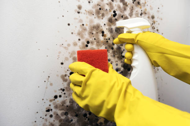 Professional Mold Remediation in Kenilworth, NJ